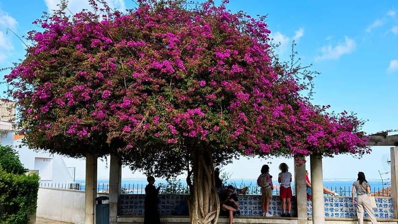 All Historical Lisbon Tuk Tuk Tour - Price and value: why $119 can make sense here