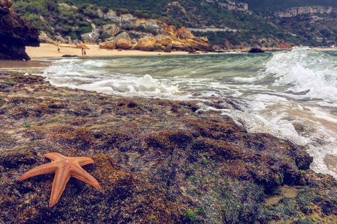 Arrabida Safari – Europe's Most Beautiful Beach & Hidden Gems - Why Arrábida National Park feels like a different world