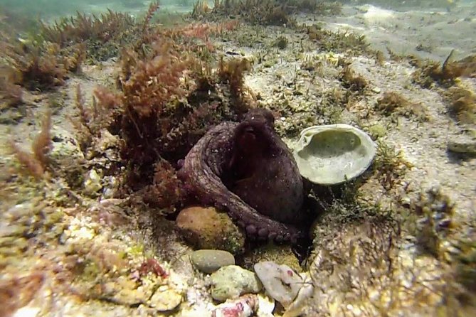 Arrábida Snorkeling Adventure with Transfer from Lisbon - Weather, fog, and cancellation realities you should plan for