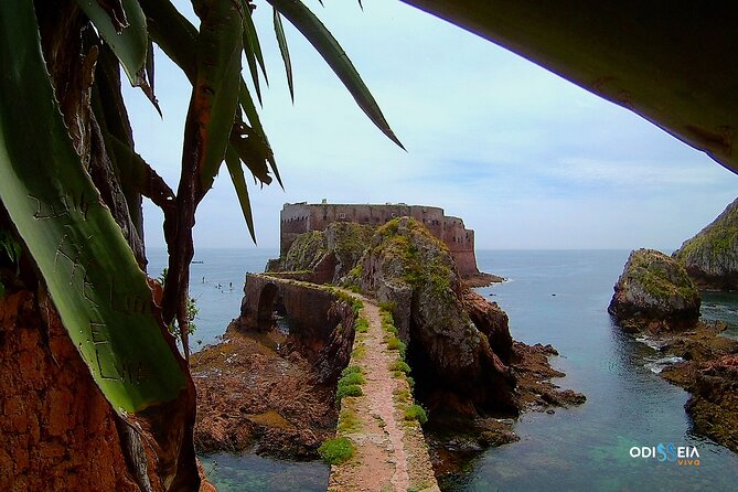 Berlengas Island Catamaran Tour - Round Trip - Who this Berlengas catamaran tour fits best