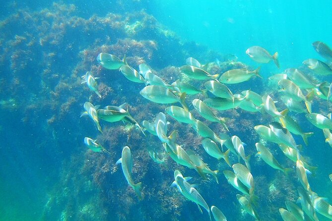 Berlengas Island Catamaran Tour + Snorkeling - Snorkeling with mask and fins included, and how to make it work
