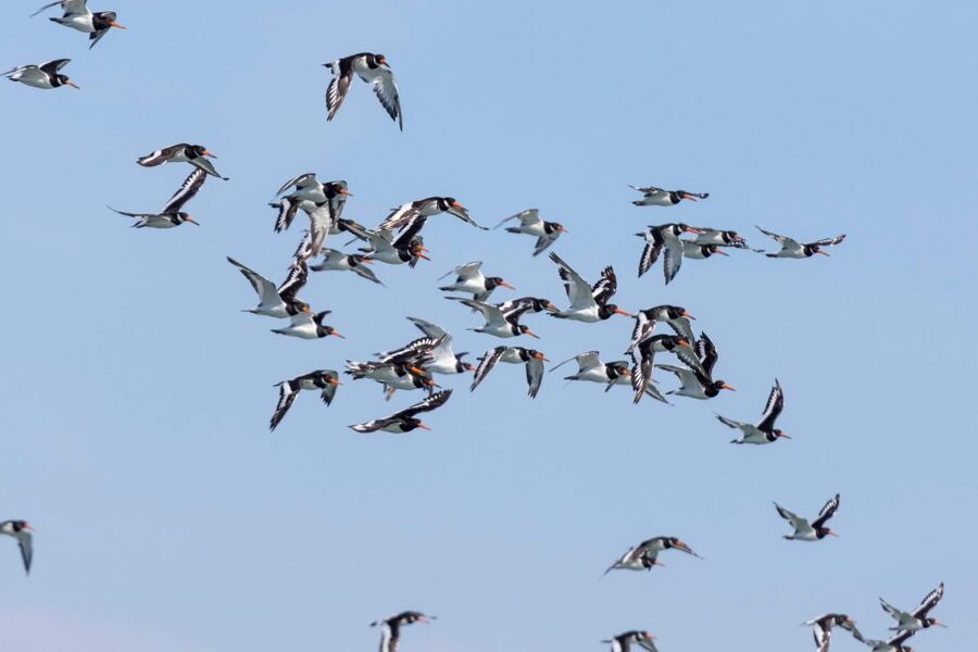 Birdwatching Boat Tour in the Tagus Estuary - Quick reasons to go on the Tagus Estuary bird tour