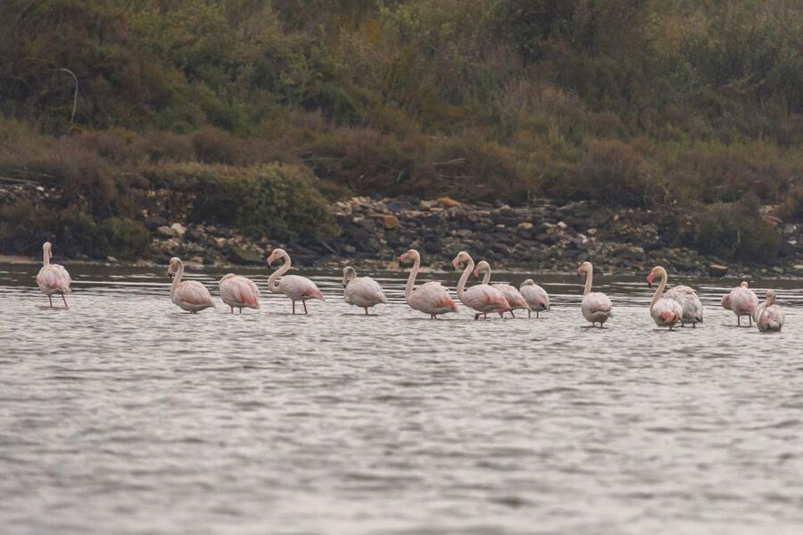 Birdwatching Boat Tour in the Tagus Estuary - Leaving Lisbon’s docks, then heading straight for the estuary
