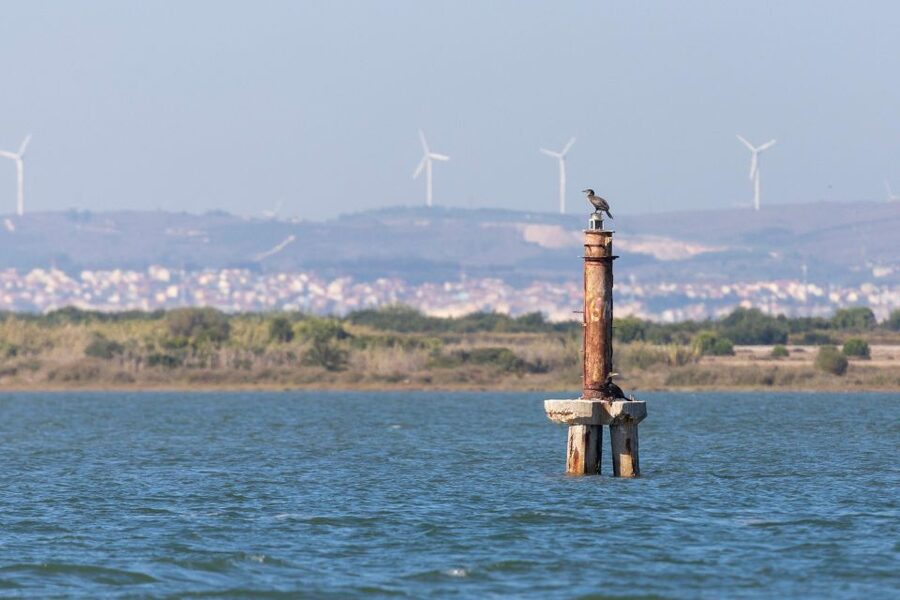 Birdwatching Boat Tour in the Tagus Estuary - Tagus Estuary Nature Reserve: where you actually see birds close to Lisbon
