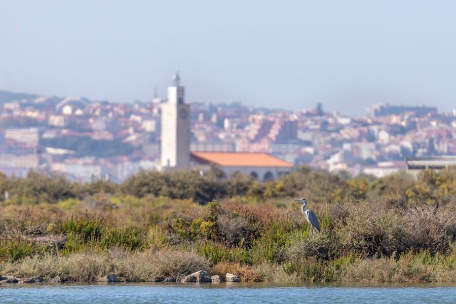 Birdwatching Boat Tour in the Tagus Estuary - What you get for $58, and who that price makes sense for