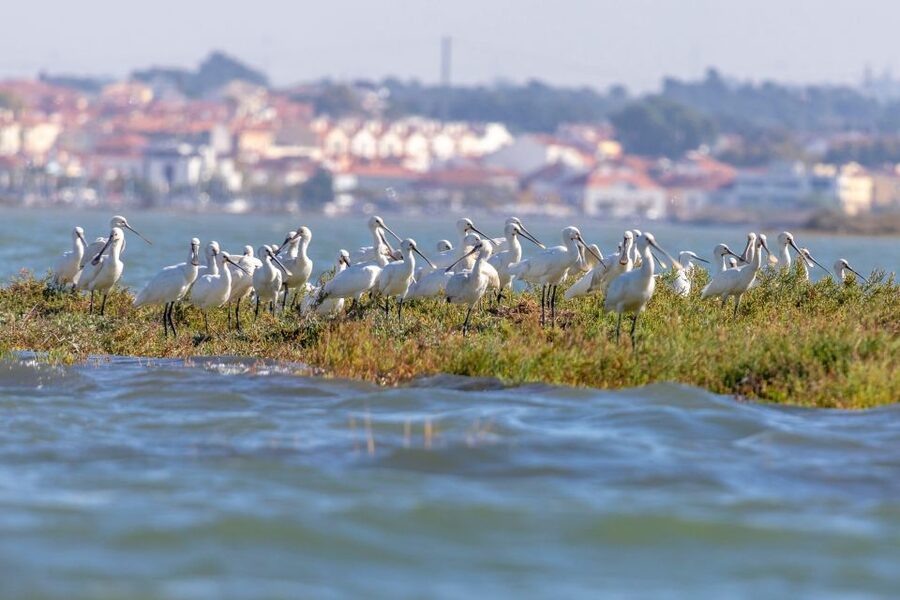 Birdwatching Boat Tour in the Tagus Estuary - Timing, group size, and what the small group really changes