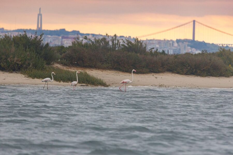 Birdwatching Boat Tour in the Tagus Estuary - What to bring and wear so the day stays comfortable