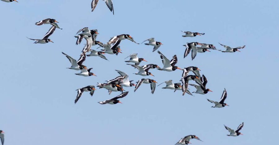 Birdwatching Boat Tour in the Tagus Estuary - The speedboat ride: comfort and safety that help you watch, not just ride