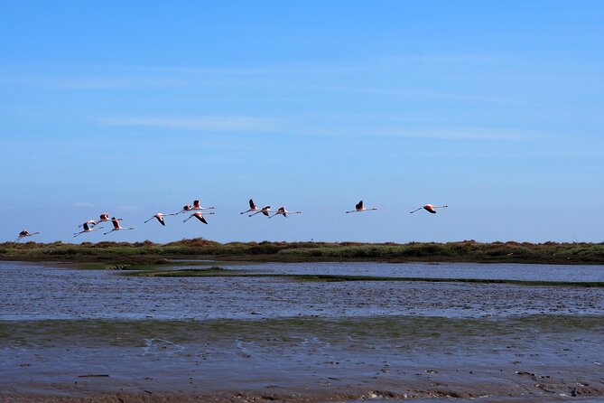 Boat Tour - Bird Observation in the Tejo Nature Reserve - Quick hits before you go