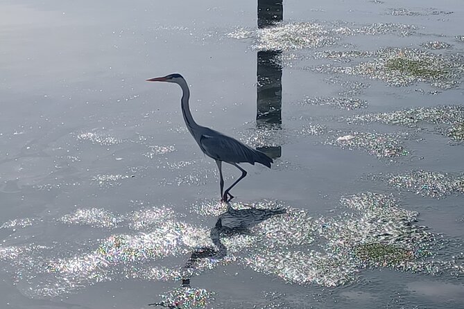 Boat Tour - Bird Observation in the Tejo Nature Reserve - 10:00 am start, about 3 hours on the water