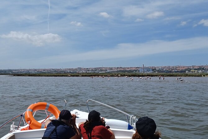 Boat Tour - Bird Observation in the Tejo Nature Reserve - What you’ll actually be spotting (and how the guide helps)