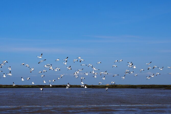 Boat Tour - Bird Observation in the Tejo Nature Reserve - Stop 1 on the Tagus River: why this ride works so well for bird lovers