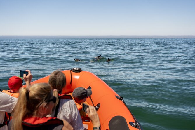 Cascais coast: Dolphin watching - Setting out from Cascais Marina for dolphin sightings