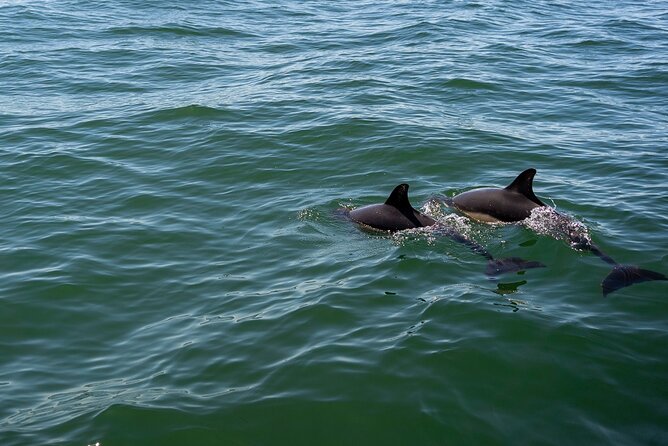 Cascais coast: Dolphin watching - Safety and animal respect, built into the experience