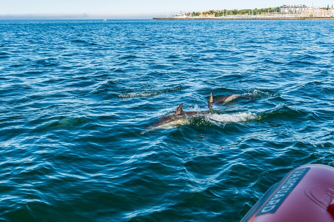 Cascais coast: Dolphin watching - How often you will actually spot dolphins (and why it varies)