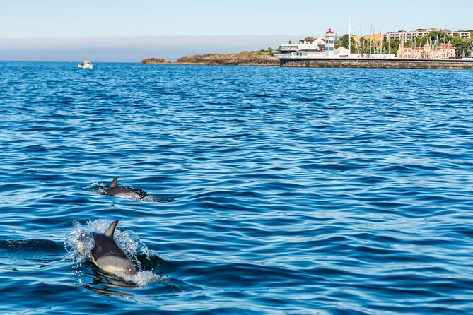 Cascais coast: Dolphin watching - Comfort checklist: jackets, wind, and camera time