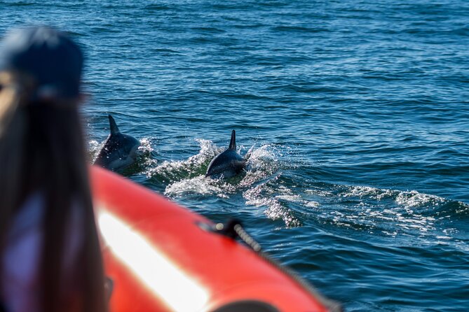 Cascais coast: Dolphin watching - Price and value: does $78.02 feel fair?