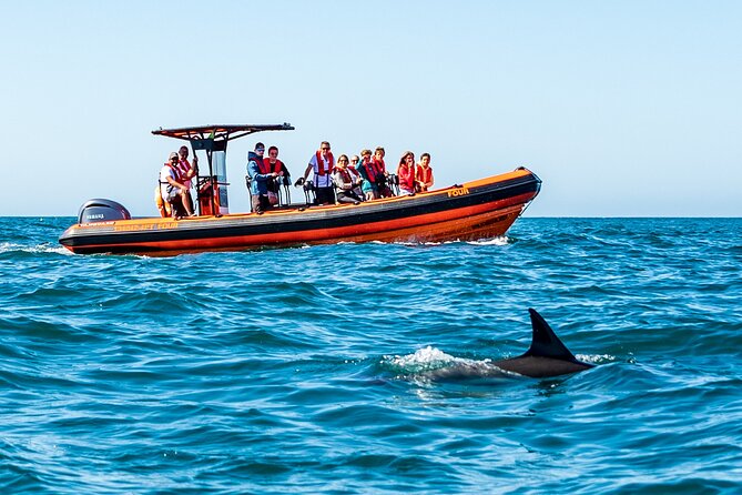Cascais coast: Dolphin watching - What the 2-hour outing looks like on the water