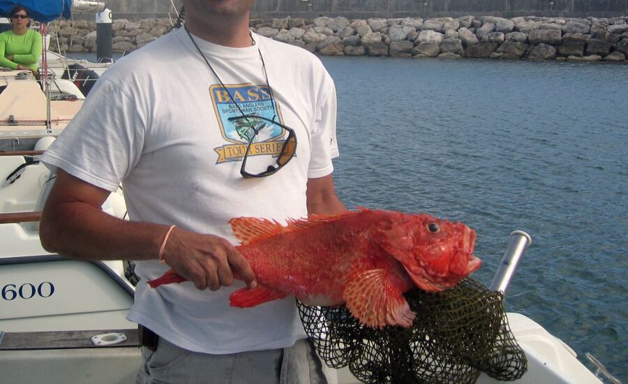 Cascais Deep-Sea Fishing Trip - Species to Expect in Cascais Waters