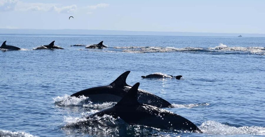 Cascais: Dolphin Watching Speedboat Tour - Key things you will notice on this tour