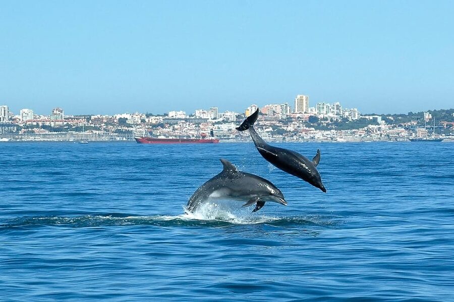 Cascais: Dolphin Watching Speedboat Tour - Who this tour is best for
