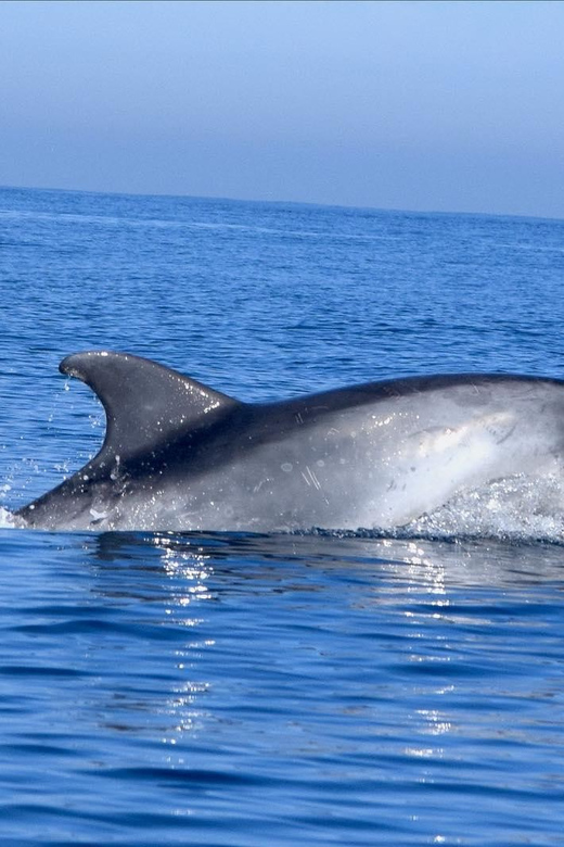 Cascais: Dolphin Watching Speedboat Tour - Cascais Marina Pier M: your easy start point
