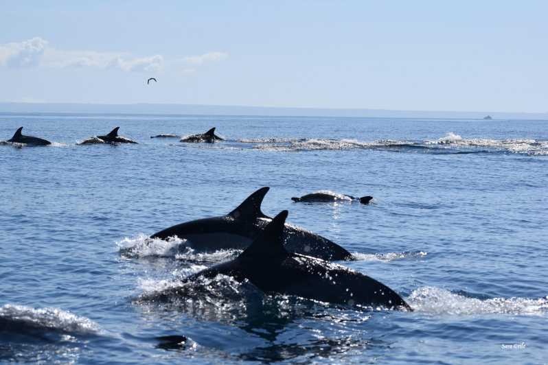 Cascais: Dolphin Watching Speedboat Tour - The secret stop: where the watching gets serious