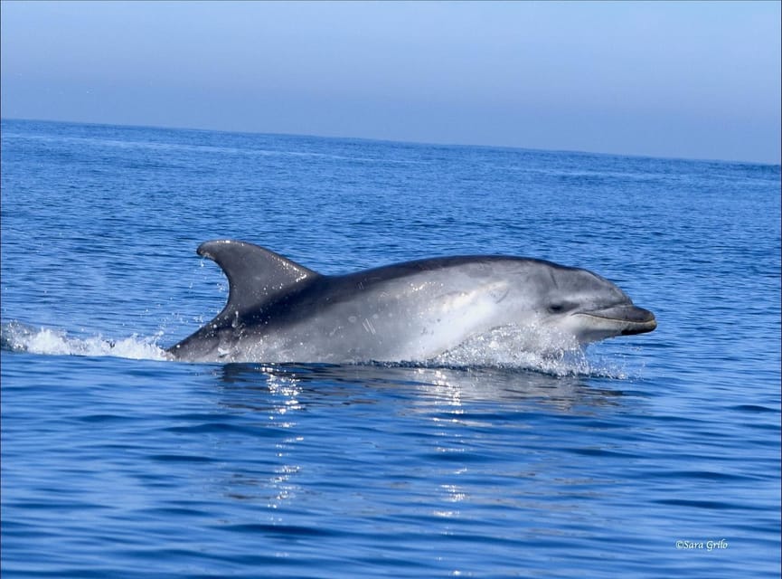 Cascais: Dolphin Watching Speedboat Tour - Cetaceans and seabirds: what you are actually hoping to find