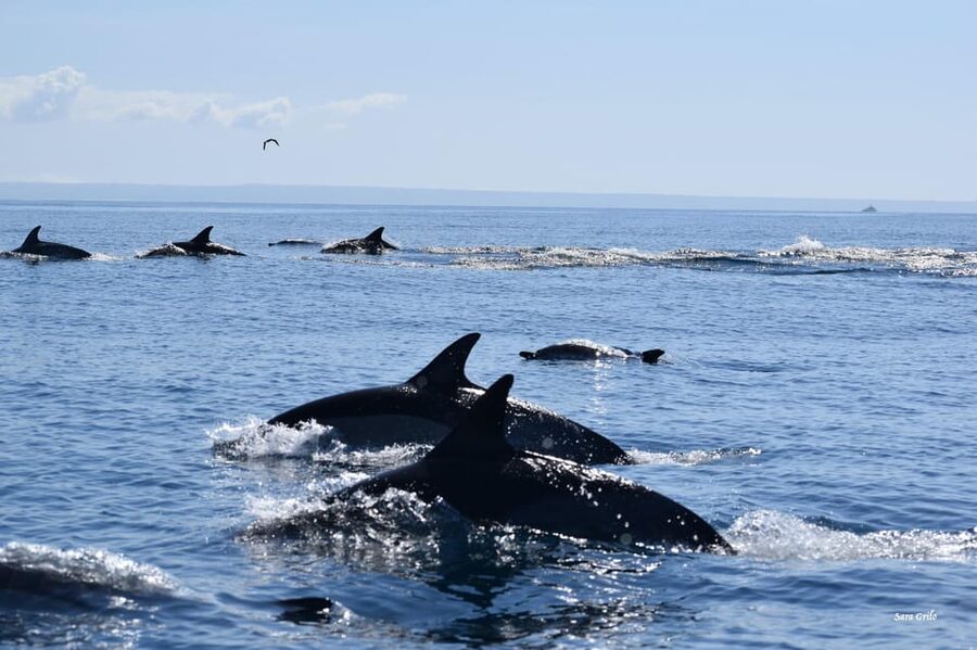 Cascais: Dolphin Watching Speedboat Tour - Guides on board: what their style means for your day