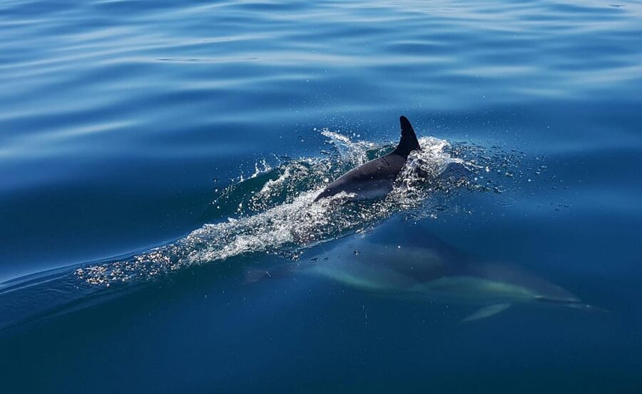Cascais: Dolphin Watching Speedboat Tour - Safety and comfort: life vests, wind, and the missing toilet
