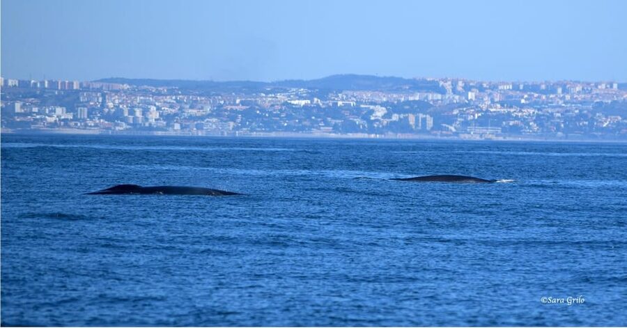 Cascais: Dolphin Watching Speedboat Tour - Timing and weather: why the morning slot is smarter