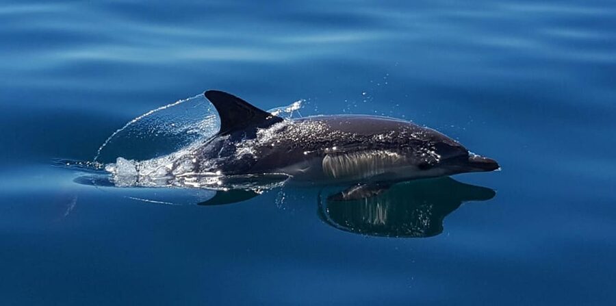 Cascais: Dolphin Watching Speedboat Tour - Price and value: is $76 per person worth it?