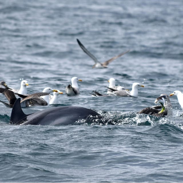 Cascais: Dolphin Watching Speedboat Tour - The speedboat run: what 1 hour at sea really delivers