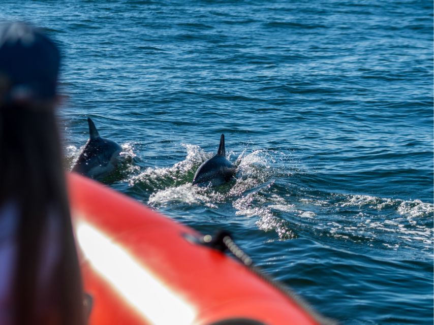 Cascais: Dolphin Watching Tour - From Shop 131 at Cascais Marina to the 2-hour boat ride