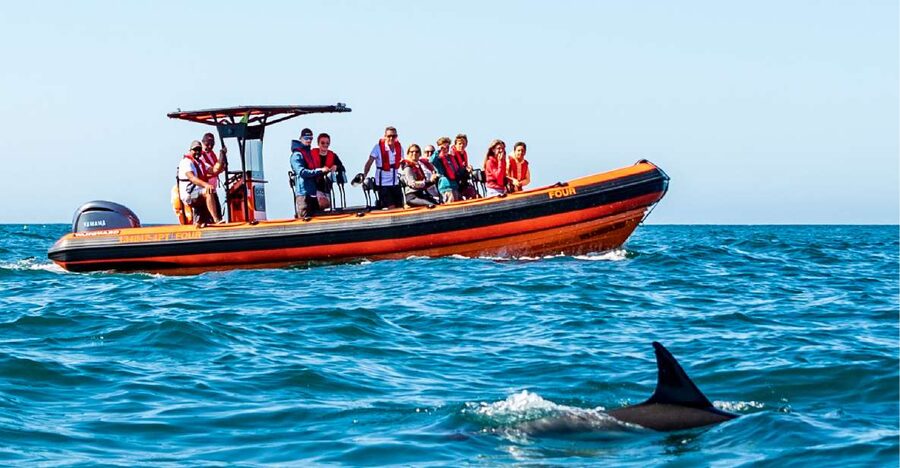 Cascais: Dolphin Watching Tour - What the live guide adds during your dolphin spotting