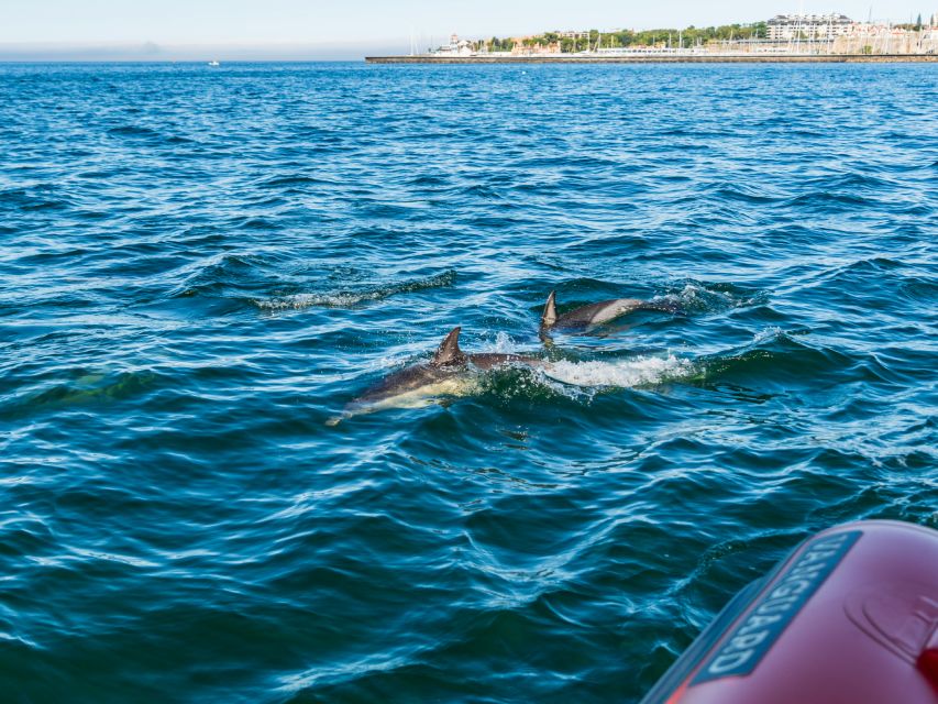 Cascais: Dolphin Watching Tour - How the crew finds dolphins off Cascais and toward Estoril