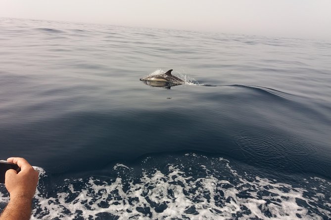 Dolphin Route - Key Points You’ll Actually Care About