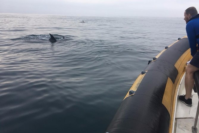 Dolphin Route - Getting on Board: Instituto de Socorros a Naufragos to Cabo Carvoeiro