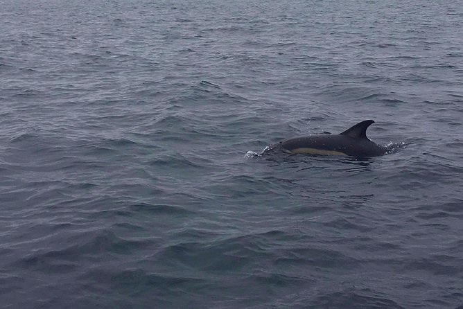 Dolphin Route - Return Toward Areia Branca Beach: The Part You Can Plan Around