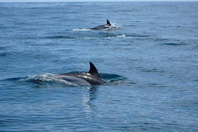 Dolphin Route - Price and Value for a 2-Hour West Coast Cruise
