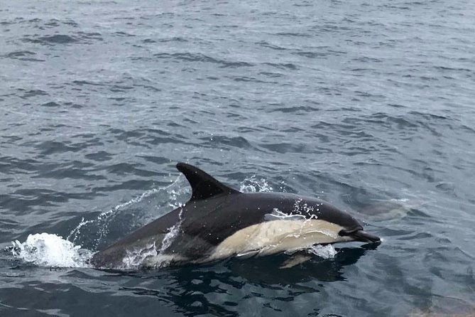Dolphin Route - What to Pack for a Peniche Dolphin Cruise