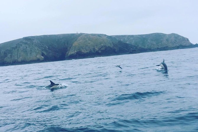 Dolphin Route - Meia Via Run: Where the Sightings Usually Happen