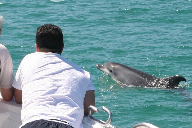 Dolphin Watching in the Wild - Half Day - Quick Hits: What Makes This Dolphin Tour Worth Your Time