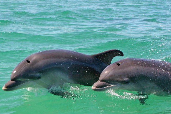 Dolphin Watching in the Wild - Half Day - Price and Value: Is $217.59 Per Person Fair for This Route?