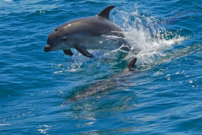 Dolphin Watching in the Wild - Half Day - Who Should Book This Dolphin Watching Tour?
