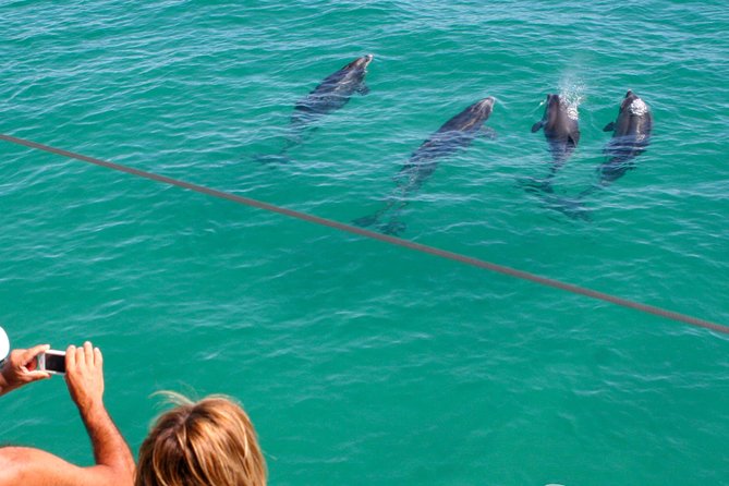 Dolphin Watching in the Wild - Half Day - Getting From Lisbon to Setúbal, via 25 de Abril Bridge and Scenic Pull-Offs