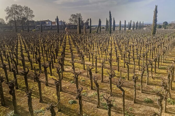 Douro Valley Private Day Trip from Lisbon: Vineyards & River View - Stop 2, The N222 Most Beautiful Drive Stretch: Terrace Steps in Motion
