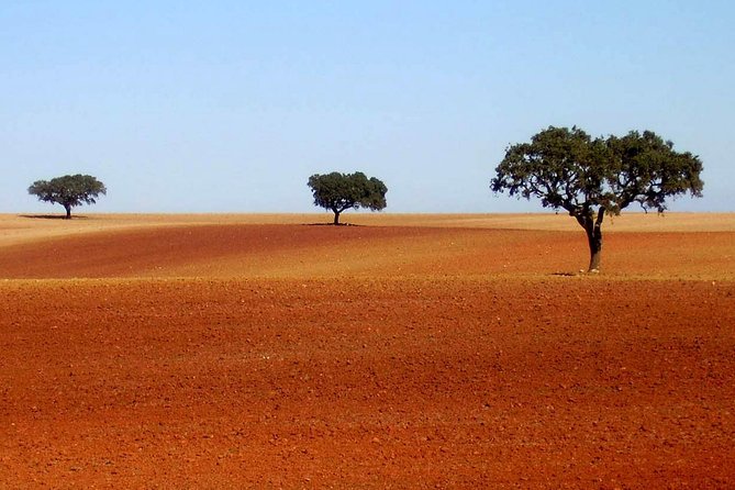 Evora & Alentejo Wines: A Journey Through History and Flavors - Lisbon pickup to Évora drive: how to use the time