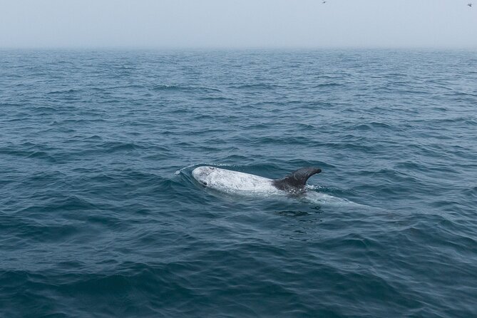 Feathers & Scales - The 4-hour offshore search, what it feels like