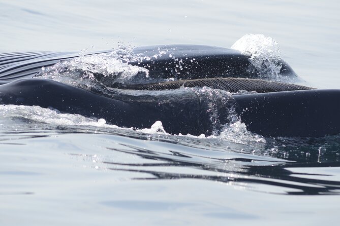 Feathers & Scales - Captain Vasco and the guide team, why the experience feels personal